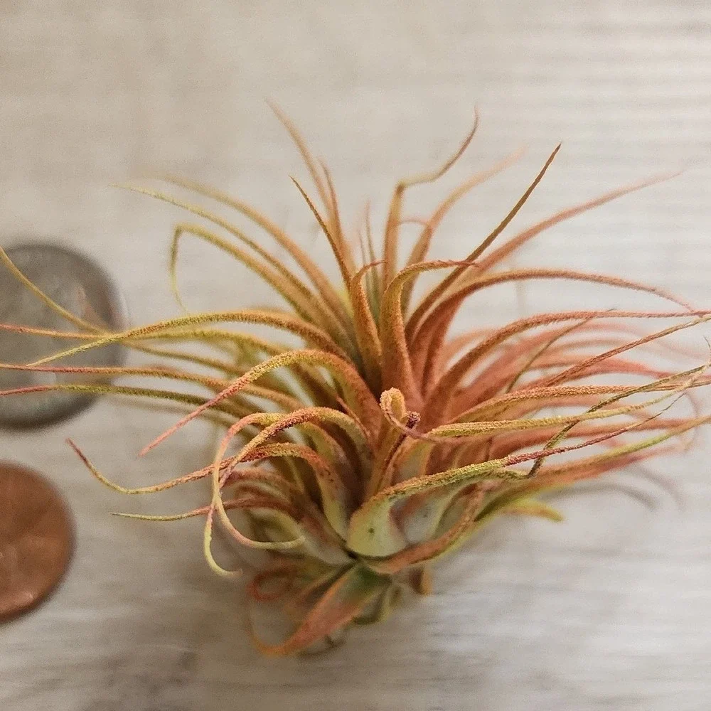 Small Colored Dried Airplant Tillandsia‎ Orange Yellow Decorative Botanical